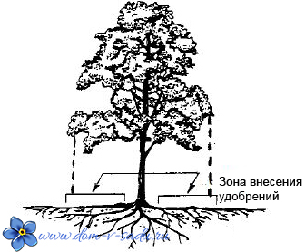 как вносить удобрения под плодовые деревья в саду
