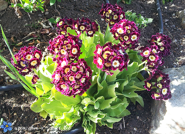 primula-ushkovaya-v-sadu