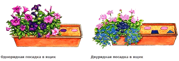 схема посадки петуний