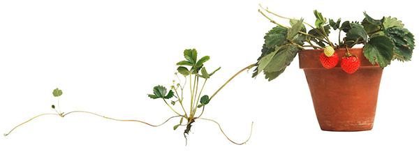 kak-razmnozhat-klubniku-usami