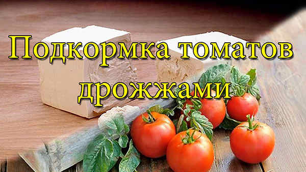 подкормка помидор дрожжами