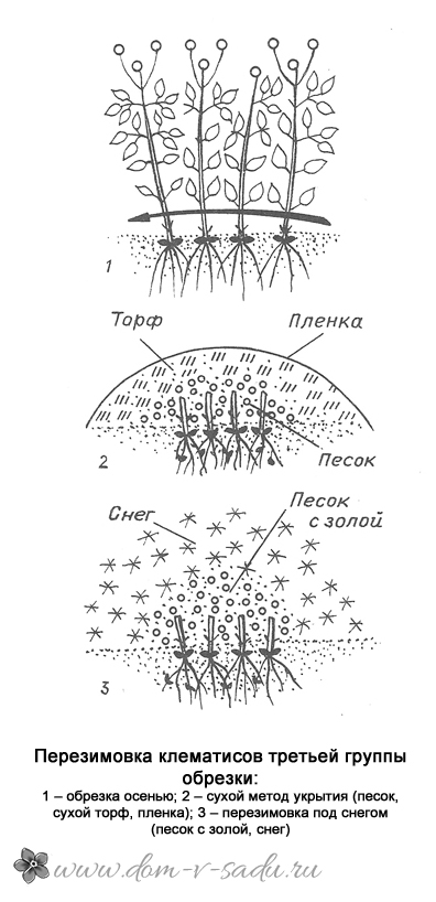 как укрыть клематисы на зиму