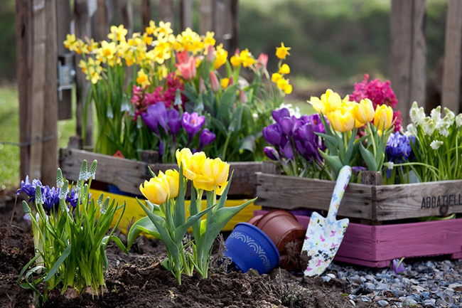 как сажать тюльпаны дома в горшок