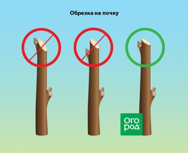 обрезка вишни осенью