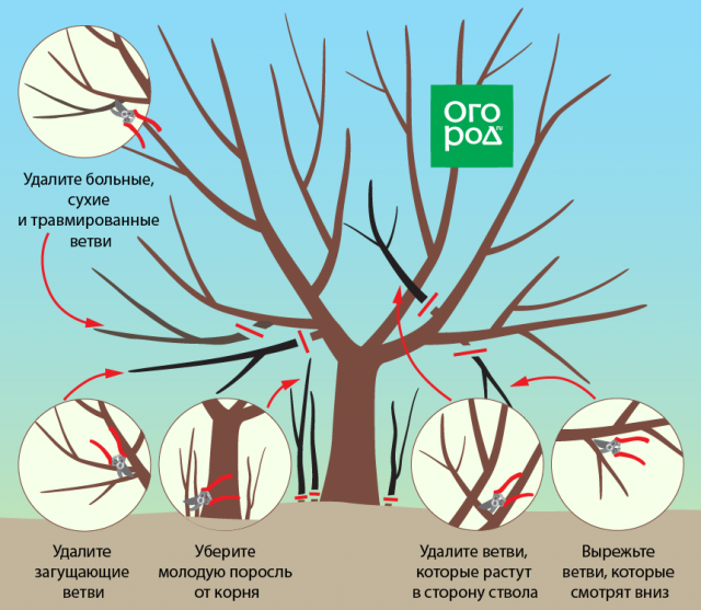 обрезка вишни осенью