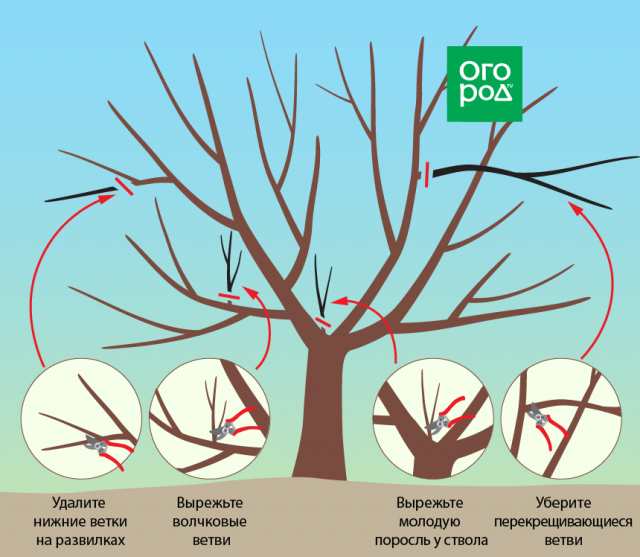 обрезка вишни осенью