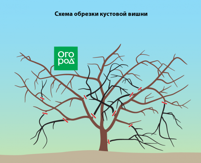 обрезка вишни осенью