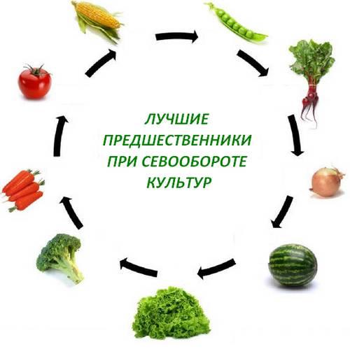 севооборот