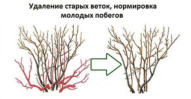 подготовка смородины к зиме
