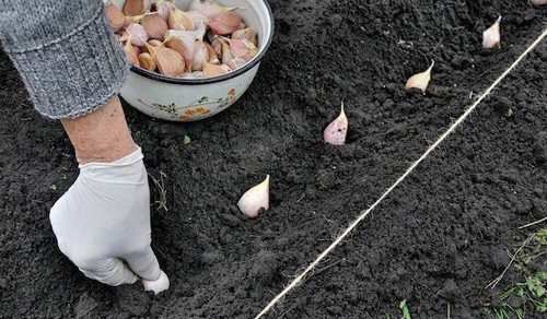 посадка чеснока под зиму