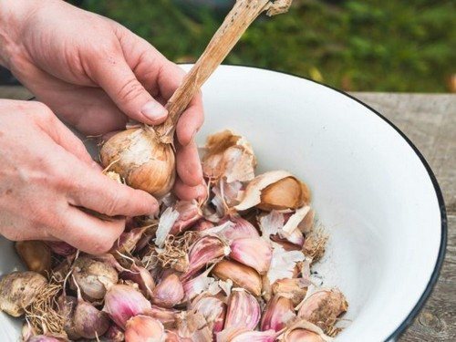 посадка чеснока под зиму