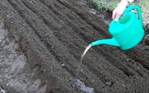 посадка чеснока под зиму