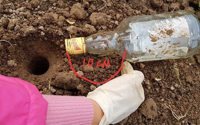 посадка опреснока бутылкой