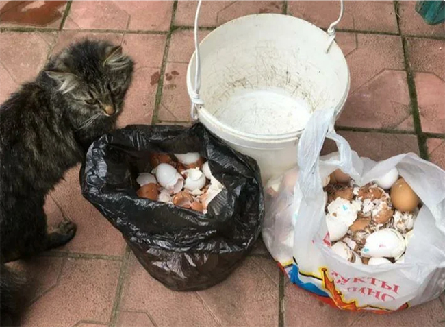 скорлупа яиц для огорода