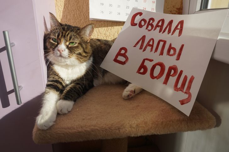 котик