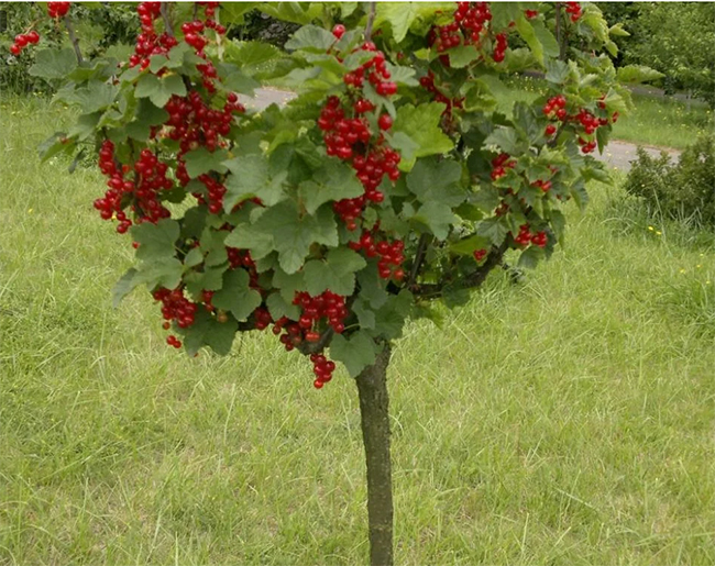 красная смородина