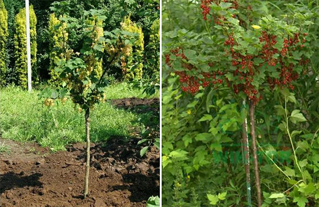 элемент ландшафтного дизайна