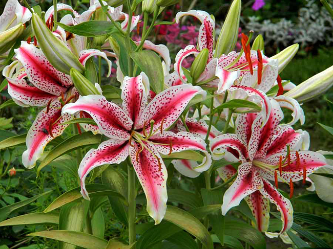подкормка лилий