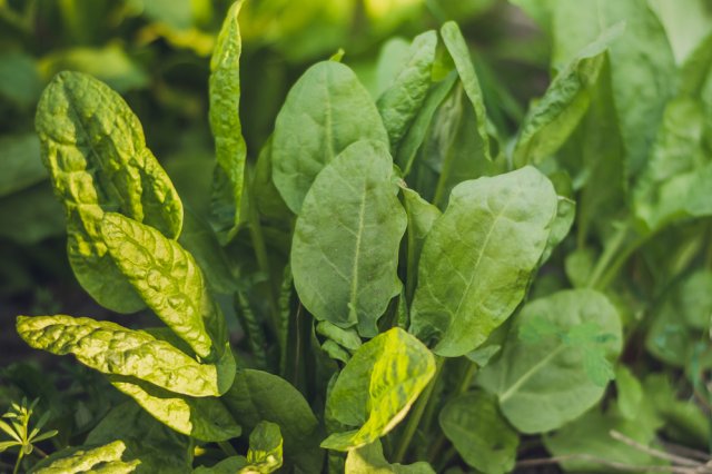 малина разрослась
