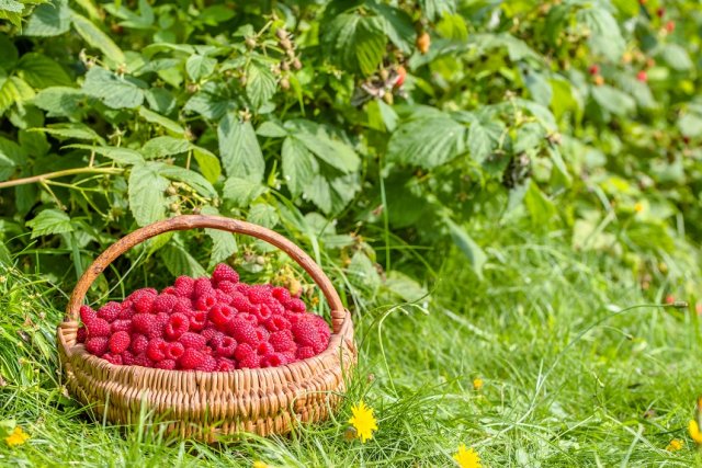 подкормка ягодных кустарников
