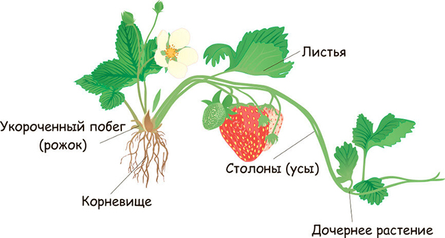 уход за клубникой после плодоношения