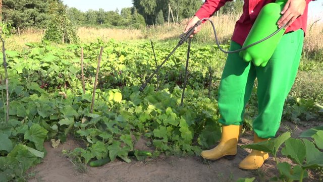 огурцы до заморозков